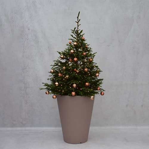 dikte waterstof Illusie Kerstboom incl. verlichting en kerstballen in taupe "Olla" pot -  Evenementdecoratie.nl